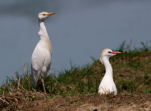 airone guardabuoi Bubulcus ibis